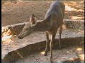Tiere in Asien 291.jpg